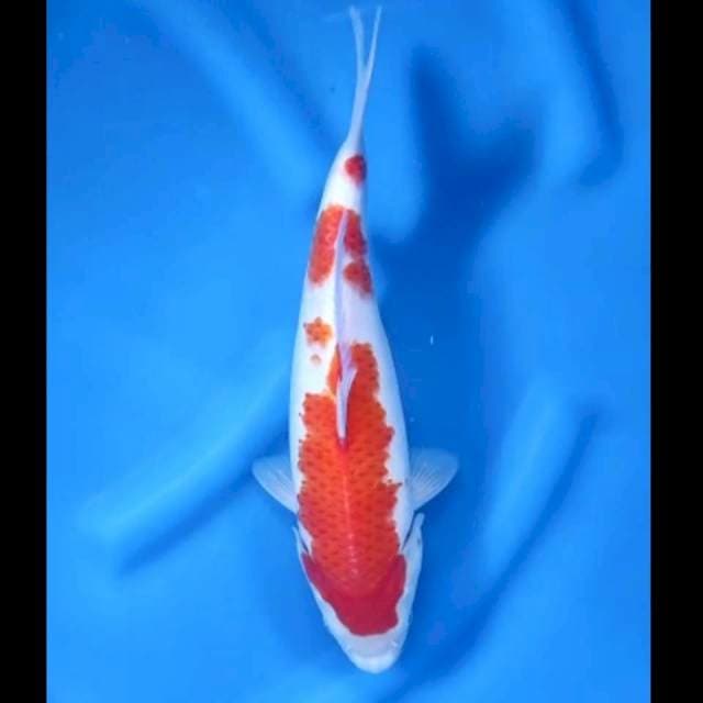 6. Kohaku Quality // 32 cm