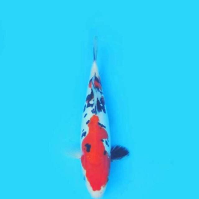 Sanke doitsu 33cm
