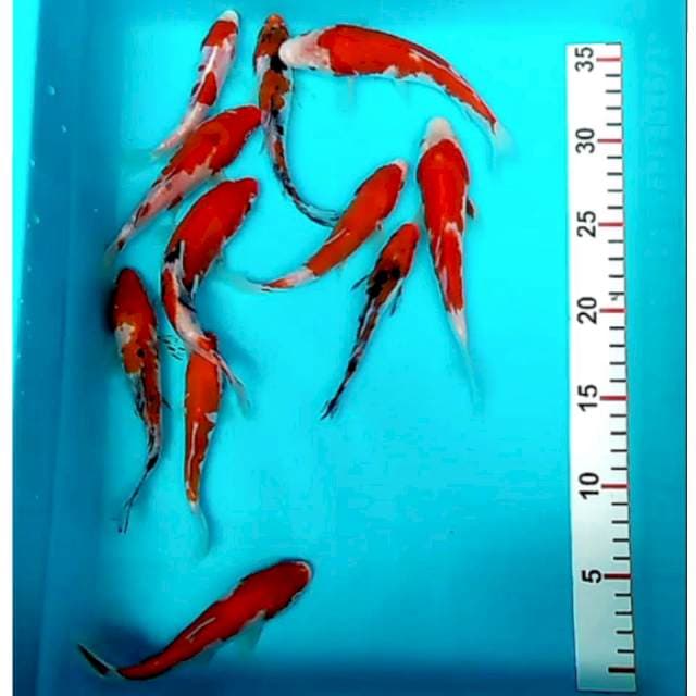 Paket kohaku-sanke