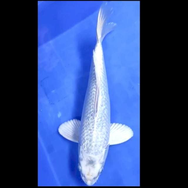8. Mukasi Ginrin Jantan // 29 cm