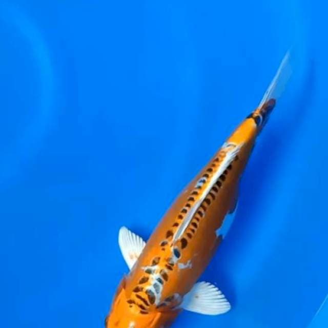 Kikokuryu 30cm