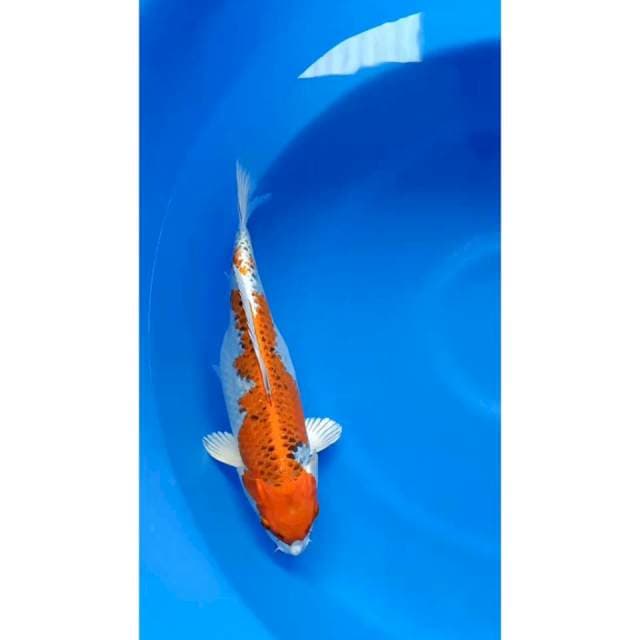 Kujaku cling 35cm