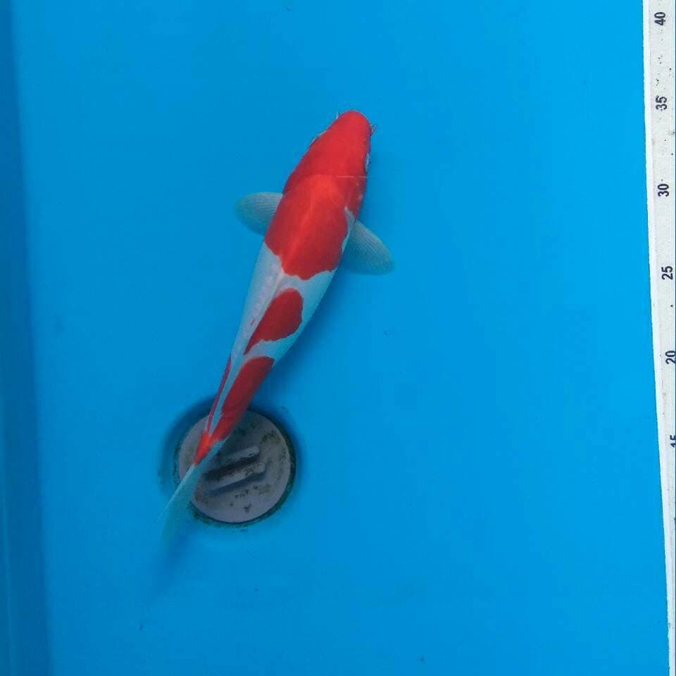 Kohaku Doitshu Murni