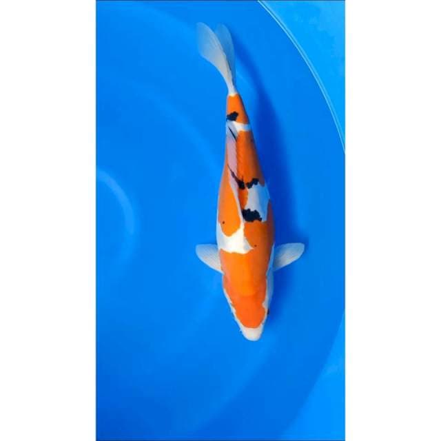 Sanke 40CM