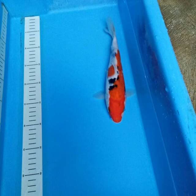 26 cm
