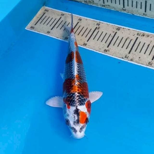 Gingga 30cm