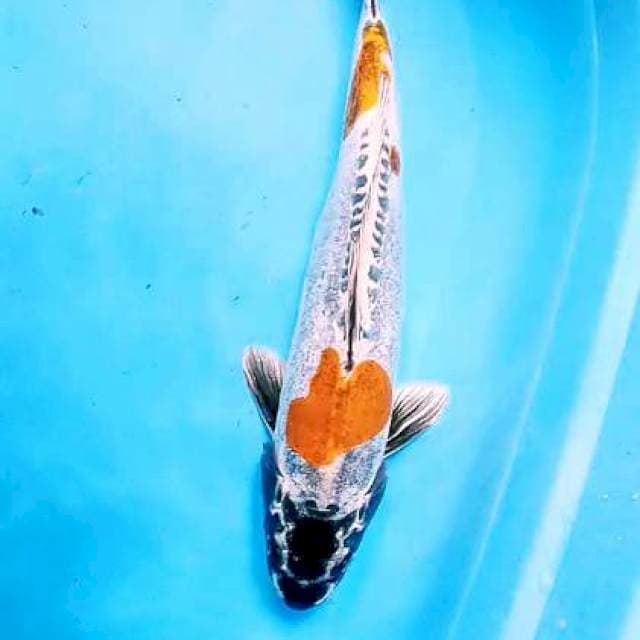 Kikokuryu male 37 cm