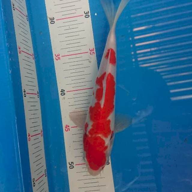 Kohaku male 23cm