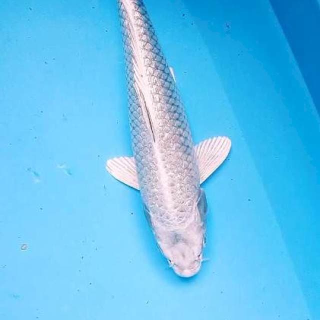 Mukashi ginrin 29 cm