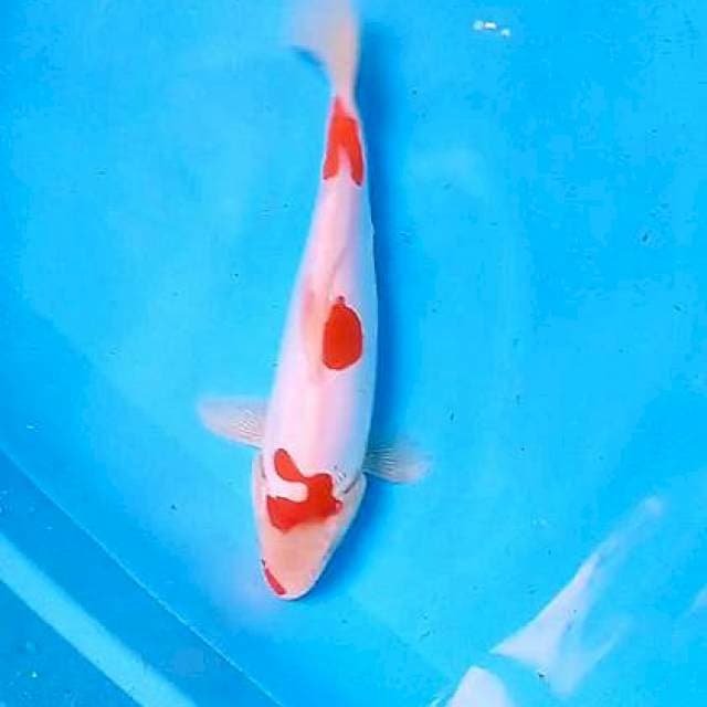 Doitsu kohaku murni 29 cm