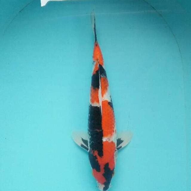 Showa shonsoku