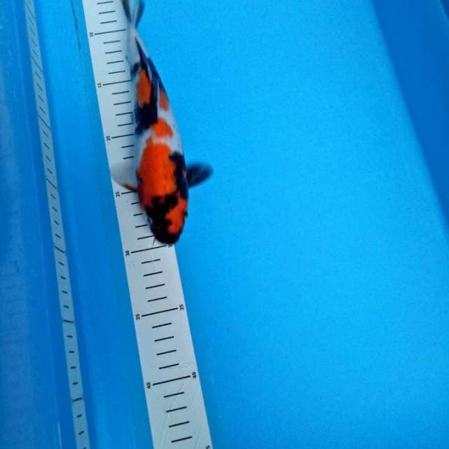 Showa 24 cm