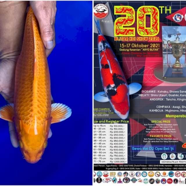 Orenji ogon ready show 35cm