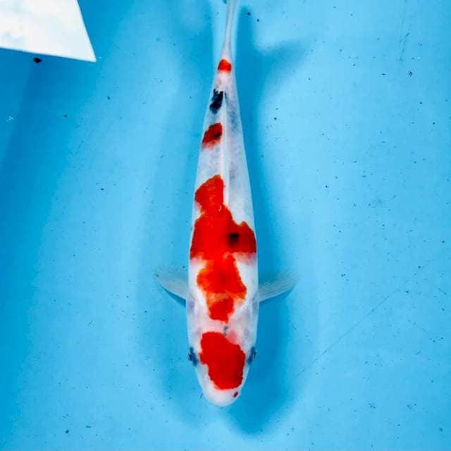 Sanke, 28 cm