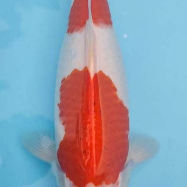 MARUTEN KOHAKU SUPER STRONG 42CM