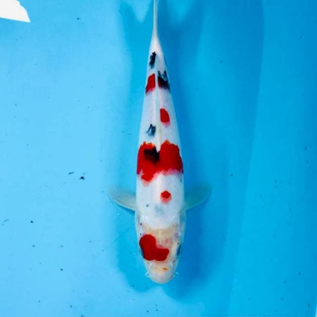 Sanke, 28 cm