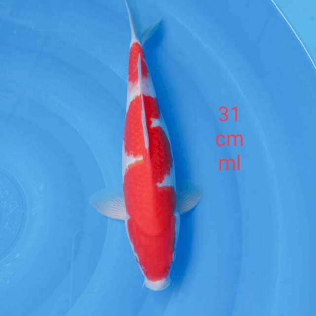 Khohaku strong 31cm