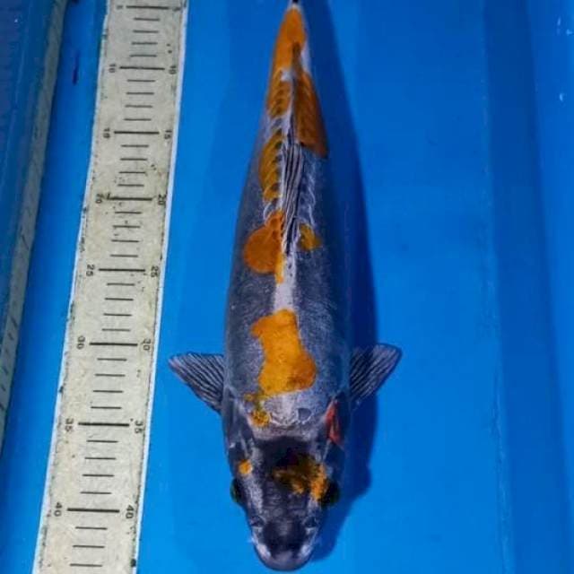 Kikokuryu 43cm