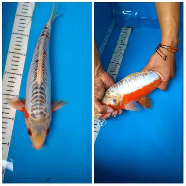 SHUSUI MuDA 34 cm