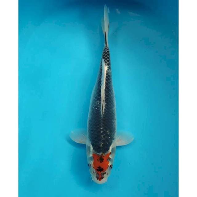 tancho goshiki ori 33 cm female