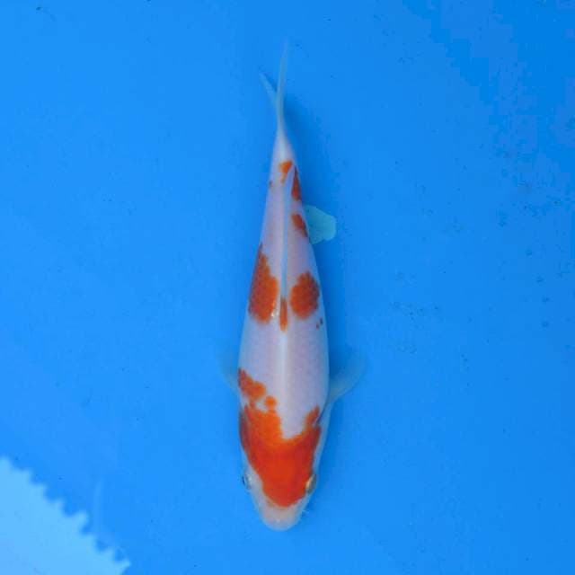 Kohaku Ori F1