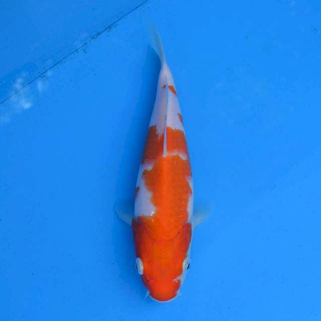 Kohaku Ori F1, Bulky..!!