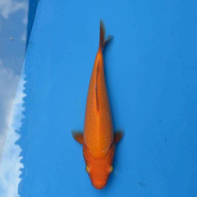 Benigoi Mulus F1