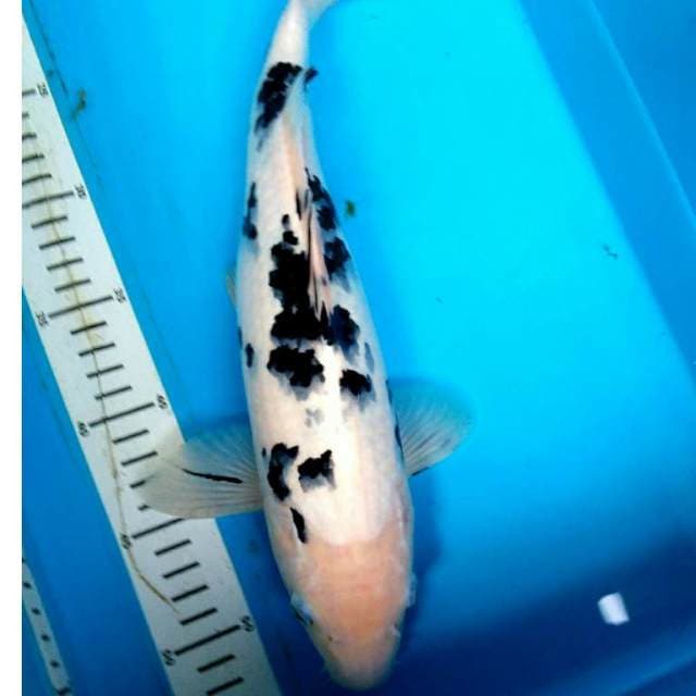 BEKKO MOnTOk 36 cm