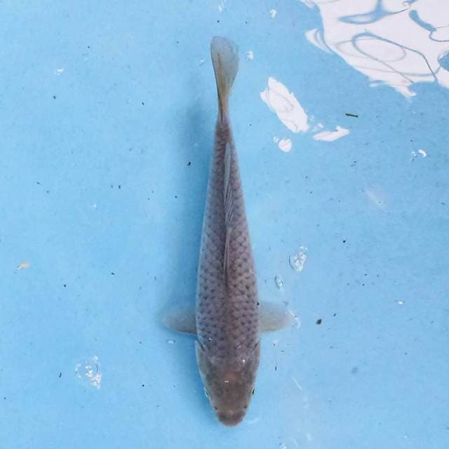 Soragoi 21 cm