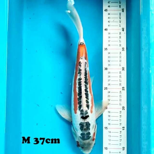 Shusui 37 cm