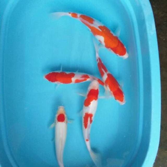 Paket khohaku 5 ekor