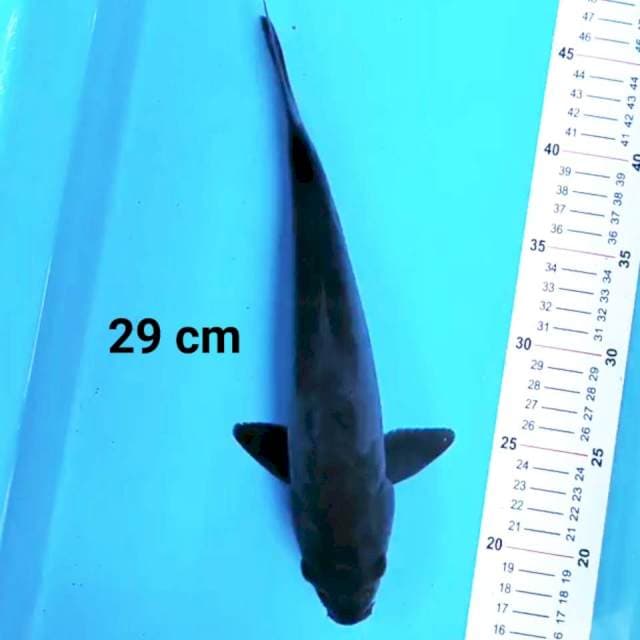 Karasu doit 29 cm
