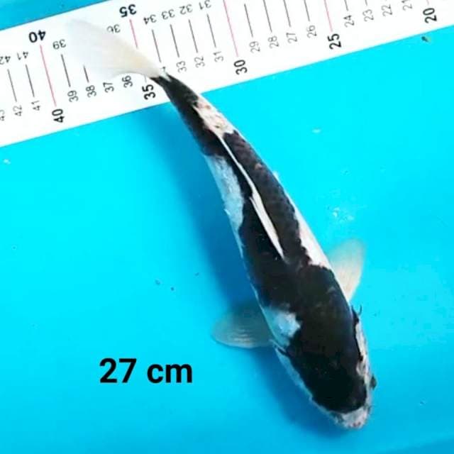 Goromo Inazuma 27 cm