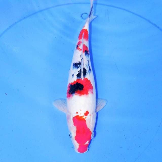29cm SANKE