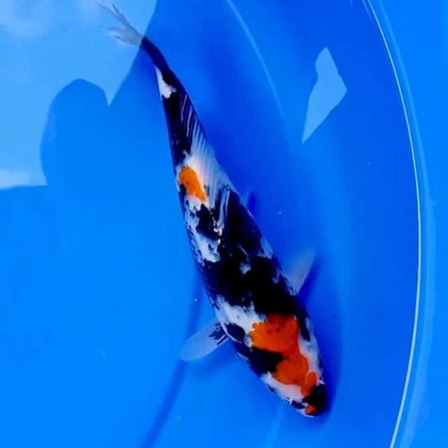 24cm SHOWA