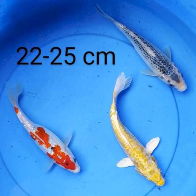 Mix 22-25 cm