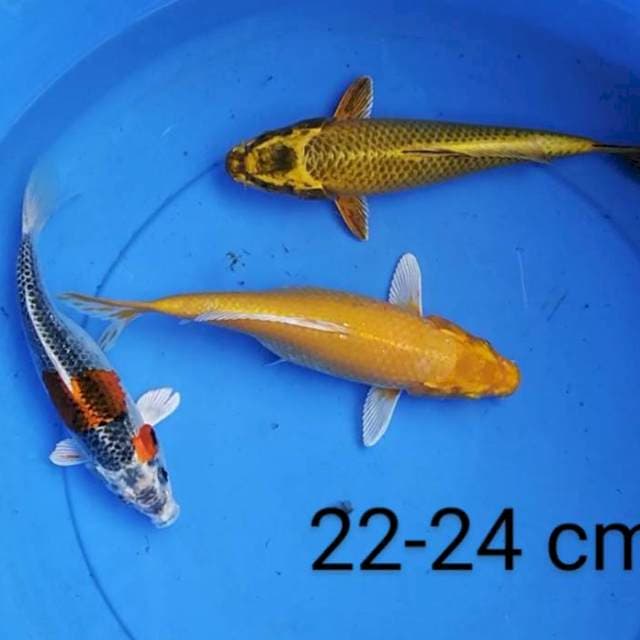Mix 22-24 cm