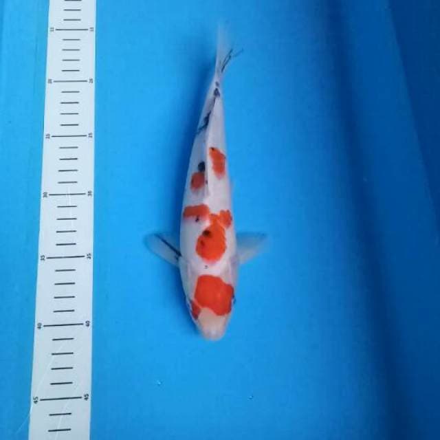 24 cm