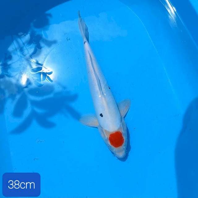 Doitsu 38cm. Ori