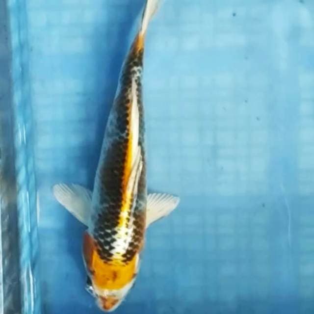 01# kujaku 27cm