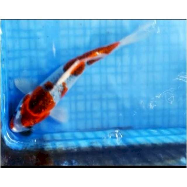 01# kujaku 25cm