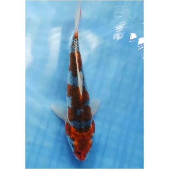 01# kujaku jos 21cm