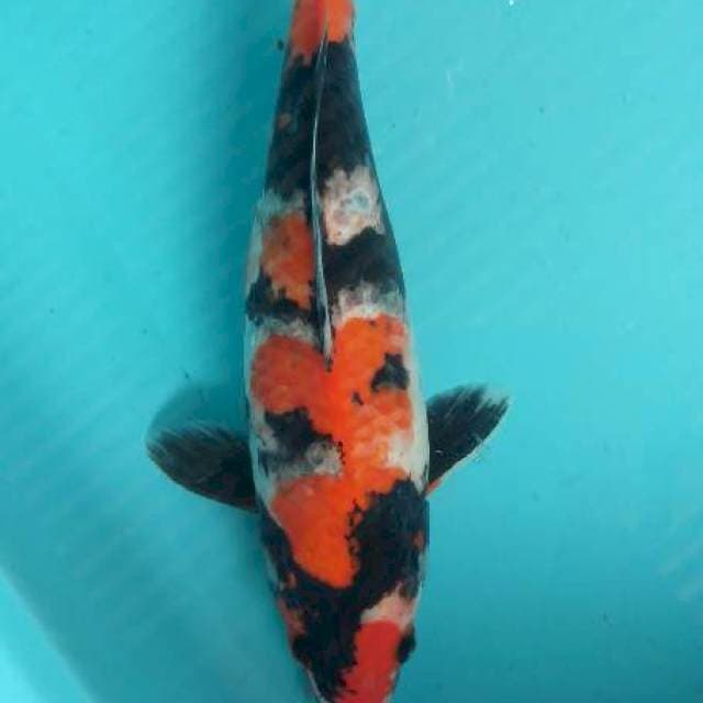 Showa sanshoku,cutt kering