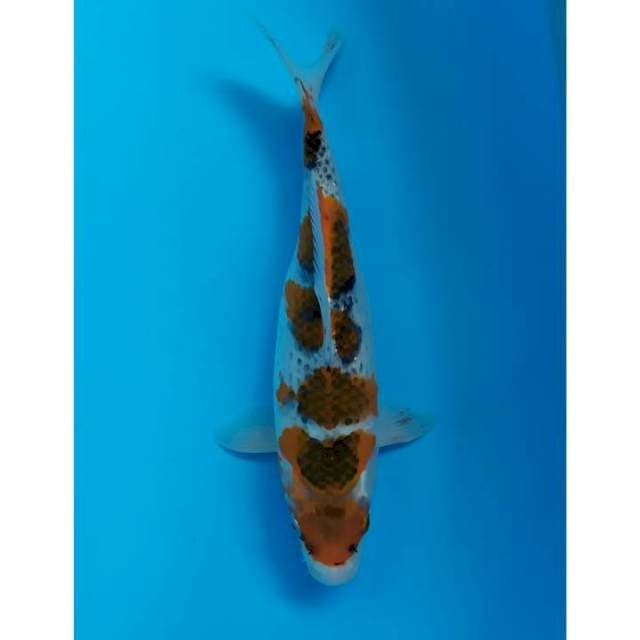 goshiki goromo 34 cm female