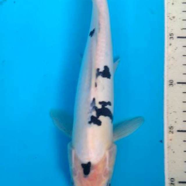 shiro doitsu 27 cm