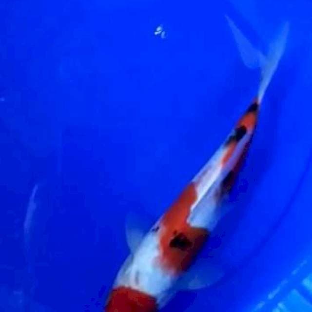 Sanke size 22cm