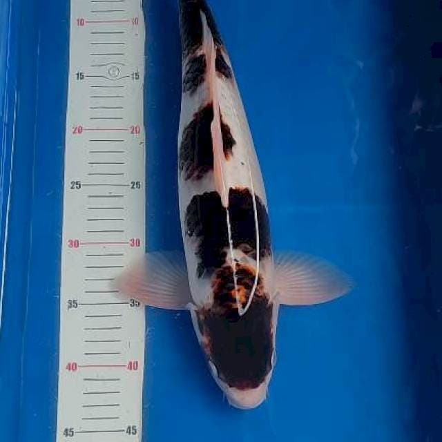 Budo goromo 44cm