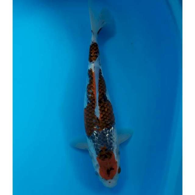goshiki goromo 33 cm female