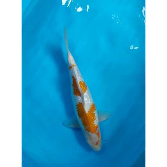 koyo ginrin female 37 cm