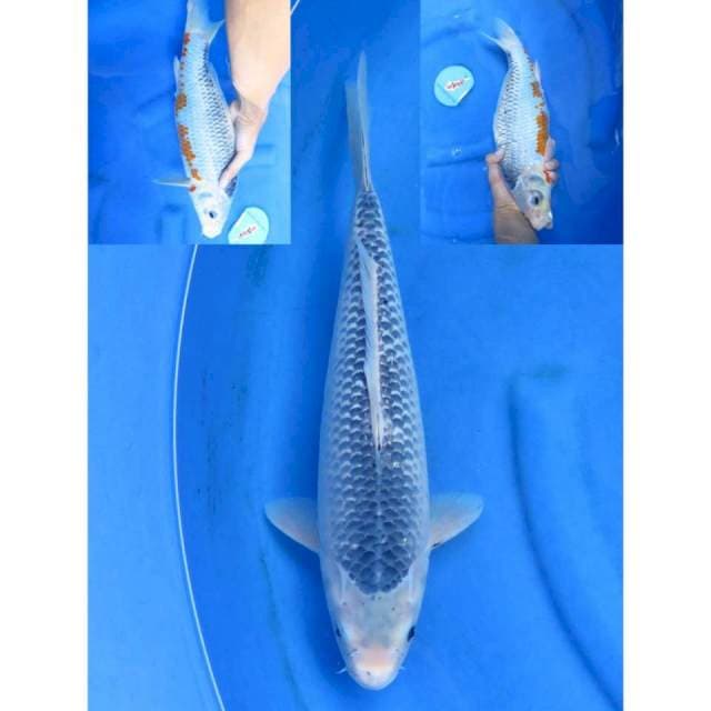 38cm - Jumbo Asagi